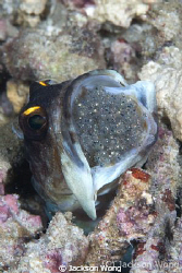 Jawfish with eggs by Jackson Wong 